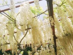 -嘉定紫藤园