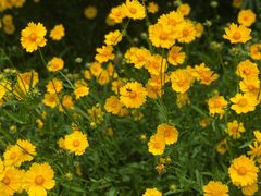 -洨河生态公园
