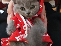 -喵zoo家庭繁育猫舍(尖东智能花园店)
