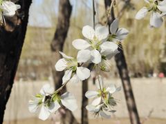 -桃花堤公园