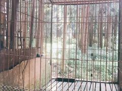 -武陵山森林公园