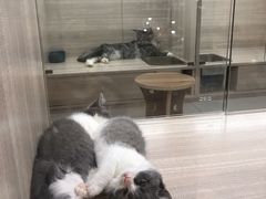 -飞行喵MR PILOT|猫舍·猫咖(静安大融城店)
