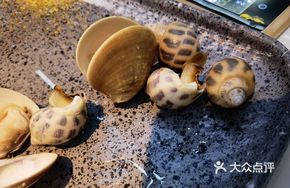 Hainan Flower Snail