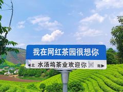 -白茶原·一片叶子