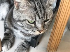 -平行世界·猫咖(首经贸店)