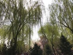 -西安青龙寺遗址景区