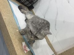 -伟伟宠物医院·CT影像中心·瑞派犬猫综合性门诊(汉口总院)