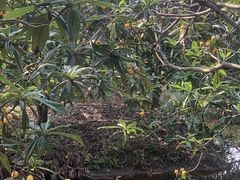 -塘栖枇杷特色园区