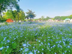 -上海滨江森林公园