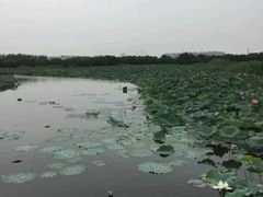 -荷塘月色湿地公园·向阳花洲
