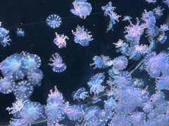 -海合安天津极地海洋公园