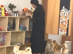 -豆柴町-柴犬主题狗咖(红鼎国际C座店)