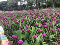 -松山湖梦幻百花洲