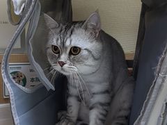 -瑞派宠物医院·24h·骨外科·皮肤科·全科宠物医疗转诊中心(沈阳浑南院)