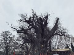 -大槐树寻根祭祖园