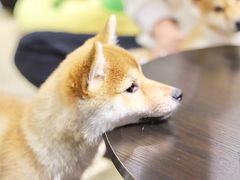 -逗柴咖啡屋·狗咖猫咖宠物桌游