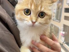 -唐小姐の私宠·宠物洗护美容·撸猫馆·购宠(周浦万达旗舰店)