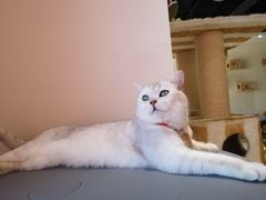 -藏猫猫咖啡主题馆(中央大道店)