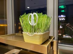 青青活体豌豆苗-海底捞火锅(国奥村店)