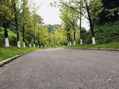 -铁山坪森林公园