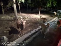 -清迈夜间动物园