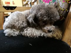 狗-more than meow吴止猫主题餐厅(承德 中船汇店)