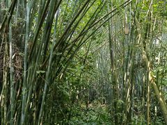 -大屏嶂森林公园
