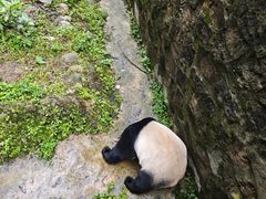 -都江堰中华大熊猫苑