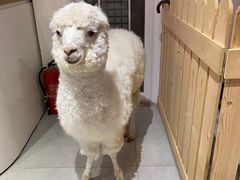 -Heymao猫咖.咖啡厅(东门店)