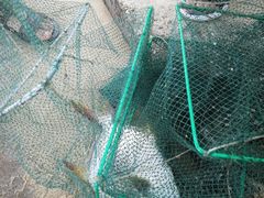 -北海金海湾红树林生态旅游区