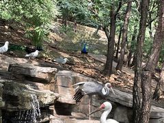 -燕塞湖鸟语林景区