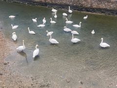 -烟墩角天鹅湖