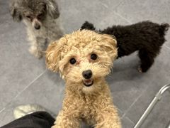 -有喵·猫咖·狗咖·40+猫狗有小奶狗(岗厦店)