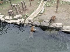 -上海野生动物园