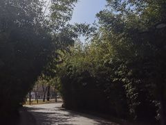 -莲花池公园