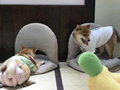 -逗柴咖啡屋·狗咖猫咖宠物桌游