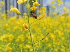 -光明小镇欢乐田园