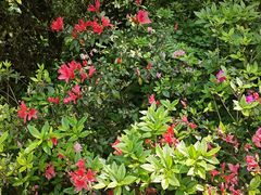 -梧桐山风景名胜区