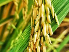 -崖口云吞(中堡店)