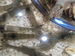 -上海神旺大酒店