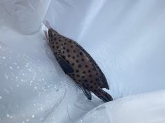 -鸿港海鲜批发市场