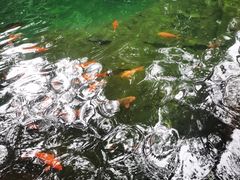 -千岛湖东南湖区