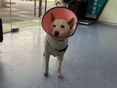 -顺强宠物诊所·狂犬免疫·夜诊·骨科(嘉定店)