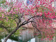 -蜀冈西峰生态公园