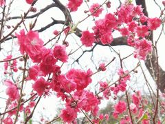 -桃花涧