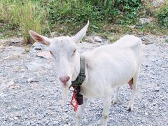 -黄埔油麻山森林公园