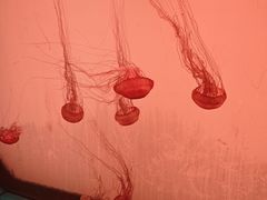 -沈阳海洋探索中心