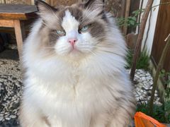 -喵屿·大理花园猫咖