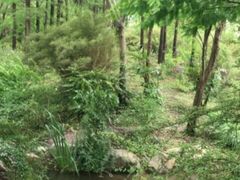 -新江湾城公园