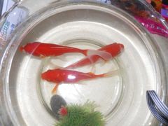 -中农大我爱我爱24h动物医院·中医针灸·猫专科·骨科医疗中心(双井店)